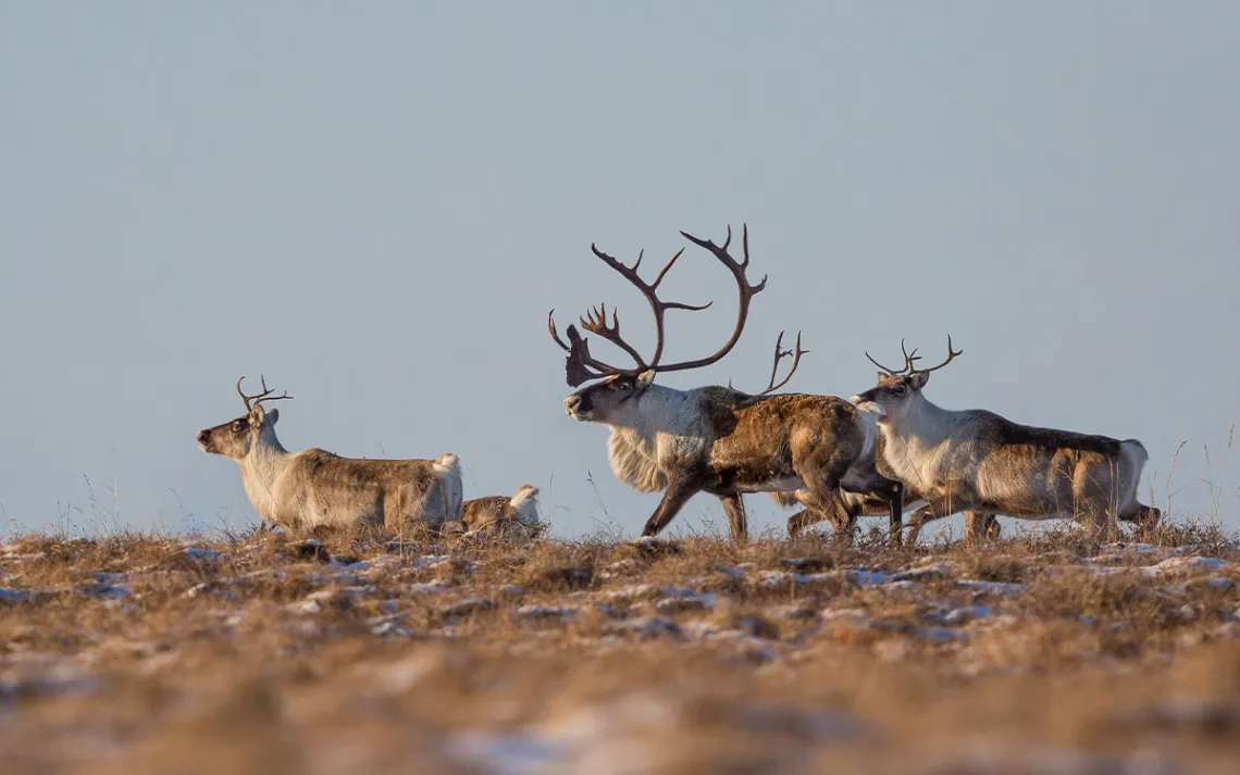 This Mining Road Would Fracture the Western Arctic Caribou Herd
